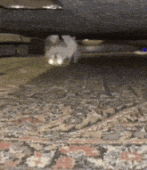 a cat is walking on a rug under a couch