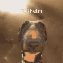 Wilhelm Dog GIF - Wilhelm Dog Goffy Ahh GIFs