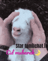 a picture of a goat with the words star tamilchat