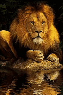 Lion Water GIF - Lion Water Flowing GIFs