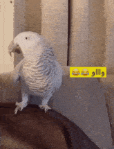 African Gray Paris Saying Wow Amazing African Grey GIF - African Gray Paris Saying Wow Amazing African Grey Parrot Saying Something GIFs