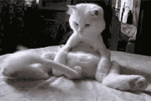 Funny Cat GIF - Funny Cat Cute GIFs