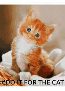 Baby Kittens Do It For The Cat GIF - Baby Kittens Do It For The Cat GIFs
