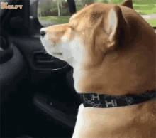 me listening favorite song from playlist dog listening music gif animals