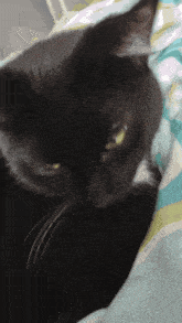 Patches Cat Cat Named Patches GIF - Patches Cat Cat Named Patches Cat Kiss GIFs