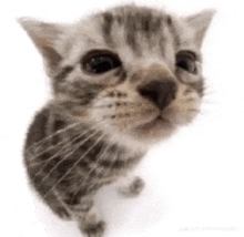 Kitten Kitty GIF