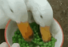 Duck Fury Duck Rage GIF - Duck Fury Duck Rage Duck Violence GIFs