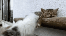 眠い　ねむい　猫　ねこ　ネコ GIF - Jpsleepy Cat GIFs