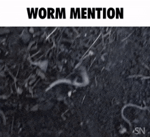 Worm Worm Mention GIF - Worm Worm Mention Wiggle GIFs