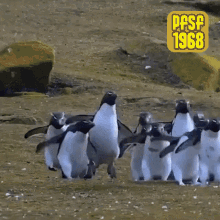 Penguin Jump GIF