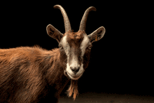Goat Neon GIF