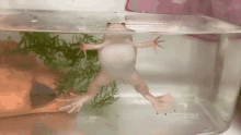 Frog Tank GIF - Frog Tank Float GIFs