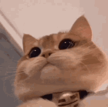 Cat Day GIF - Cat Day GIFs
