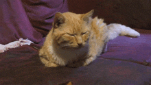 Grumpy Cat Goldy GIF - Grumpy Cat Goldy GIFs