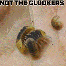 Isopod Glookers GIF - Isopod Glookers GIFs