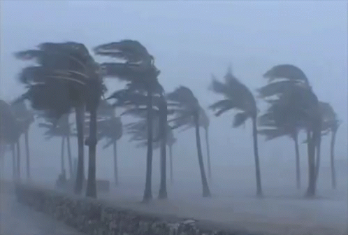 Storm Windy GIF - Storm Windy Dorian GIFs