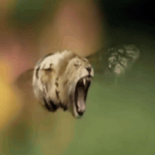 a lion is yawning with its mouth open in a blurry photo .