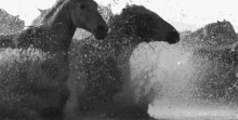 Water GIF - Horses Water Black GIFs