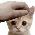 a person is petting a cat 's head with their hand .