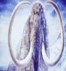 a close up of a mammoth 's tusks in the snow .
