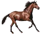 a brown horse with a black mane and tail is running on a white background