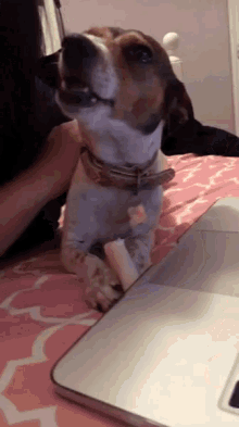 Dog Eating GIF - Dog Eating Chewing GIFs
