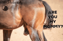 save a forgotten equine safe horse nova pippi