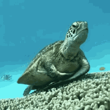 Turtle Sea GIF - Turtle Sea Hwabitez GIFs