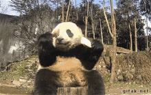 Yawp Marmot GIF - Yawp Marmot Panda GIFs