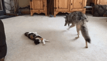 Coyote Cat GIF - Coyote Cat Laying Down GIFs