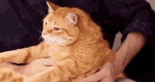 Sonny Cat GIF - Sonny Cat Orange GIFs