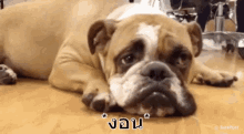 หมางอน ไม่พอใจ GIF - Sulking Dog Dog Sulks GIFs