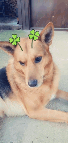 a brown dog with two green shamrocks on its head