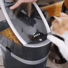 Cat Eating Food Delectable GIF - Cat Eating Food Delectable GIFs