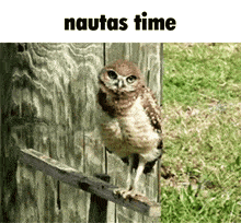 an owl perched on a wooden post with the words " nautias time " above it