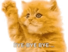 Bye Kitten GIF