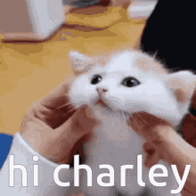 hi charley hi charley cat kitten