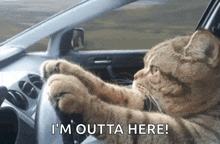 a cat is sitting in a car with its paws on the steering wheel and the words i 'm outta here .