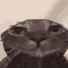 Byuntear Sad GIF - Byuntear Sad Sad Cat GIFs