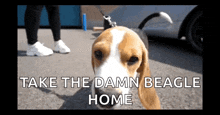 Doggo Beagle GIF - Doggo Beagle Hatfilms GIFs