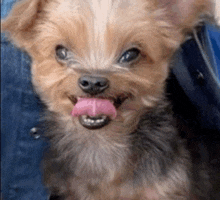 a small dog with its tongue hanging out is being held by a person