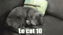 Le Cat Le Cat10 GIF - Le Cat Le Cat10 British Shorthair GIFs