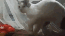 a white cat is standing in front of a window with a white curtain behind it .