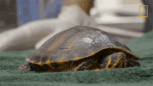Resting Critter Fixers GIF - Resting Critter Fixers Turtle GIFs