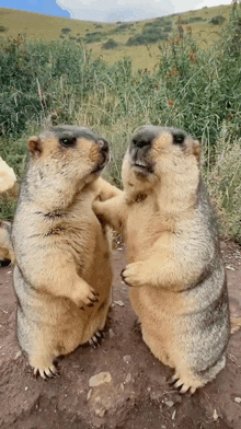 two ground squirrels are standing next to each other