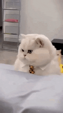 Cat Business GIF