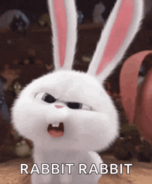 Funny Bunny Confused Bunny GIF