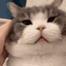 Peyton Kepler GIF - Peyton Kepler Cat GIFs