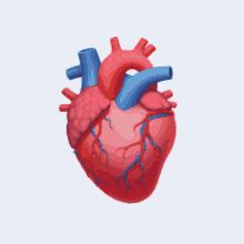 Human Heart GIFs | Tenor
