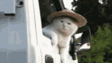 Bye Cat GIF - Bye Cat Leaving GIFs
